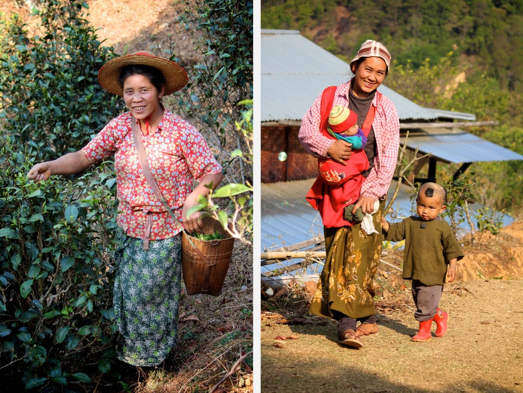 A droite, cueillette du thé par une paysanne shan et à gauche petit garçon pa-o à la coupe très stylée et sa maman