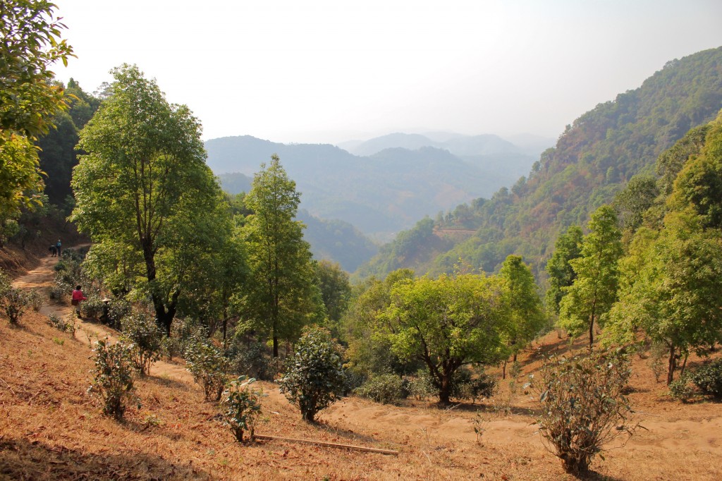Vue sur les montagnes et les plantations de thé autour de Kyaukme