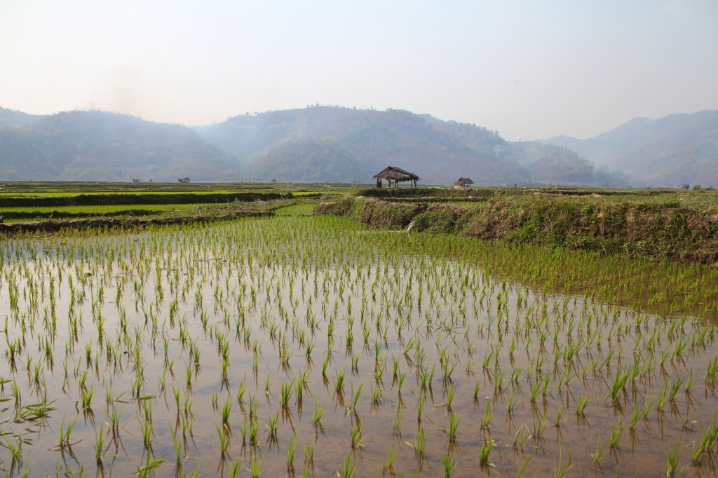 The green village avec ses rizières entourées de montagnes à quelques kilomètres de Kyaukme où Naing Naing nous a emmené sur sa mobylette