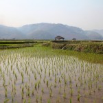 The green village avec ses rizières entourées de montagnes à quelques kilomètres de Kyaukme où Naing Naing nous a emmené sur sa mobylette