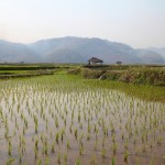 The green village avec ses rizières entourées de montagnes à quelques kilomètres de Kyaukme où Naing Naing nous a emmené sur sa mobylette