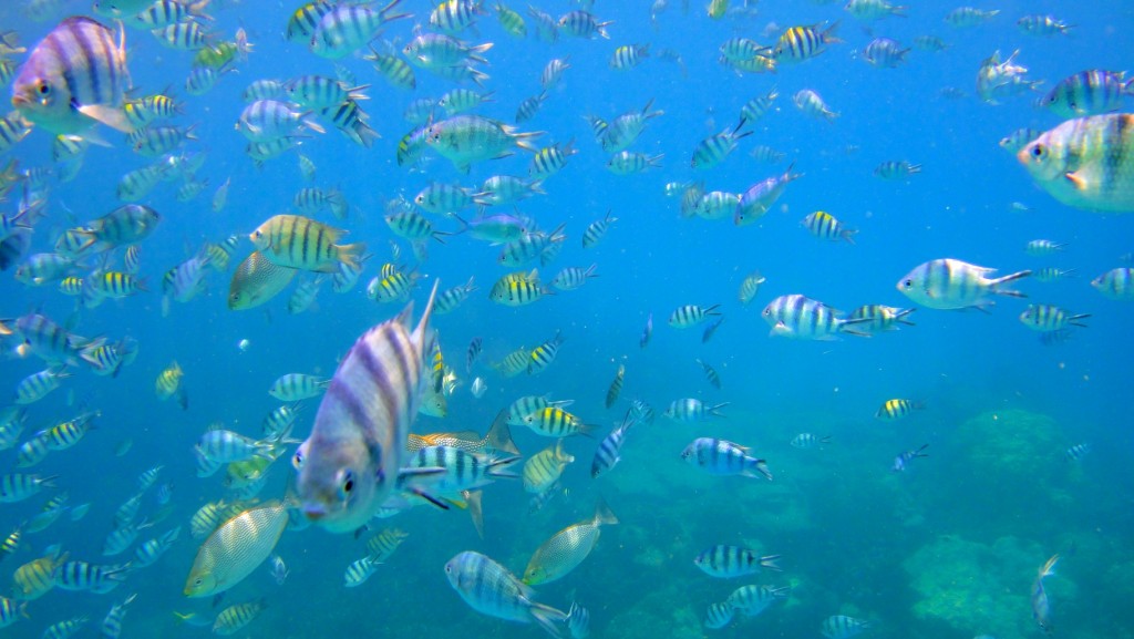 Un souvenir impérissable, nager entre des milliers de poissons multicolore, on adore !