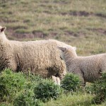 Moutons en Nouvelles-Zélande