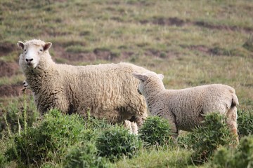 Moutons en Nouvelles-Zélande