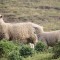Moutons en Nouvelles-Zélande