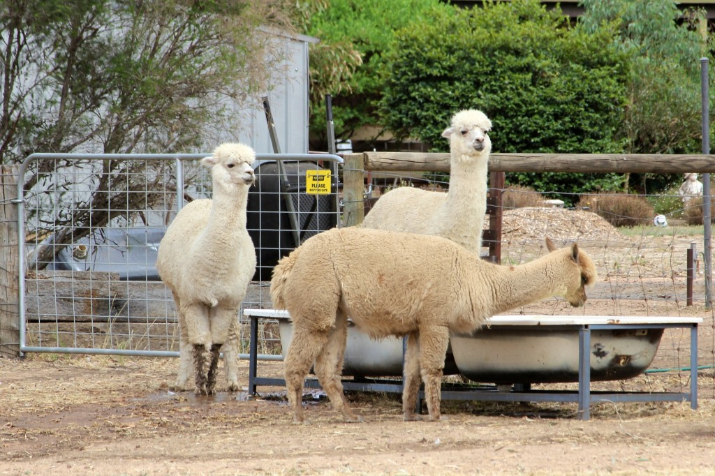 Un groupe de célèbres Lamoutons