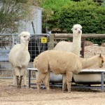 Un groupe de célèbres Lamoutons