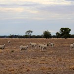 Moutons en Australie près des Grampians