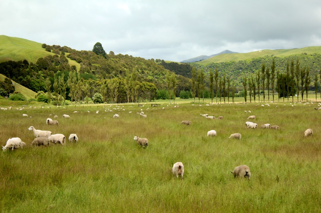 Quelque part vers Te-Anau