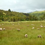 Quelque part vers Te-Anau