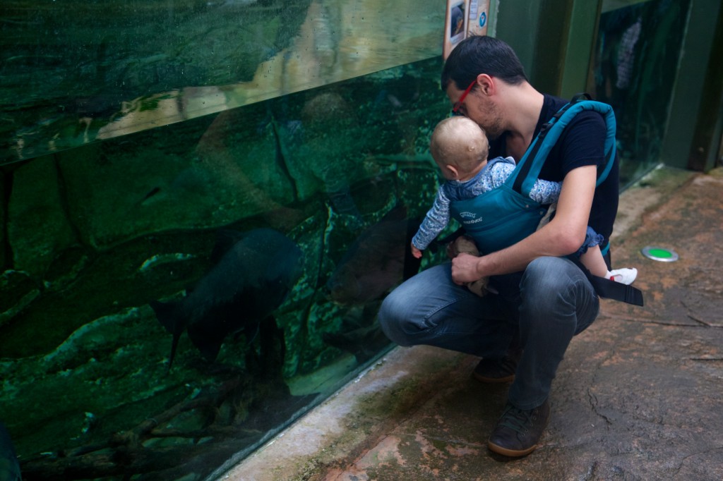 Rencontre avec les piranhas !