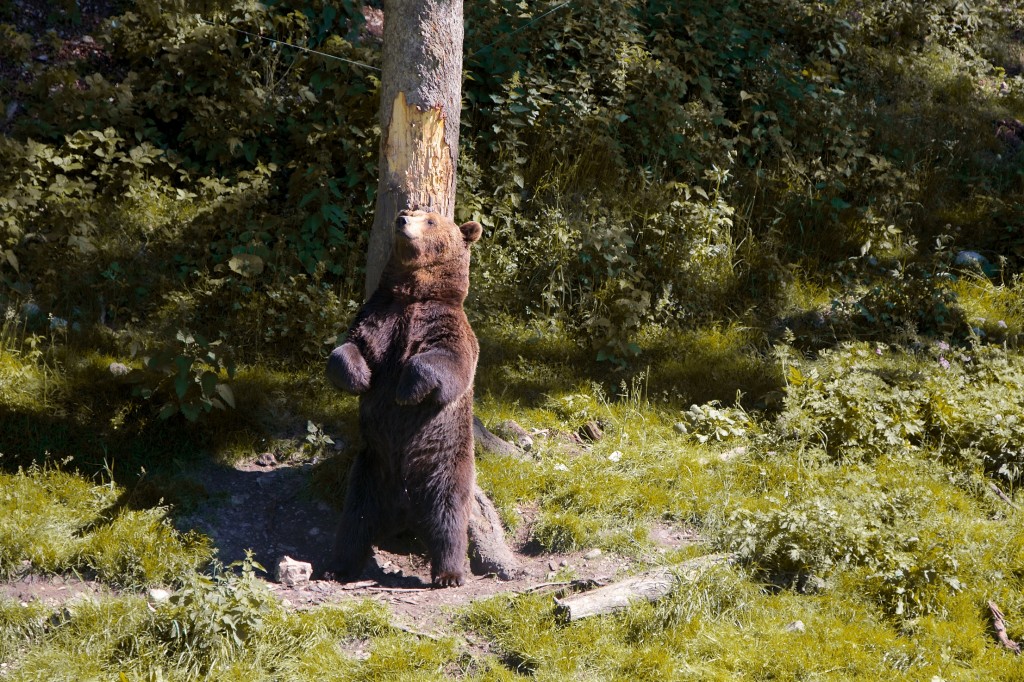 Si on te dérange l'ours, dis-le nous, on reviendra un autre jour au Juraparc !