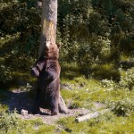 Si on te dérange l'ours, dis-le nous, on reviendra un autre jour au Juraparc !