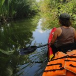 Au milieu de la mangrove à Kampot en kayak