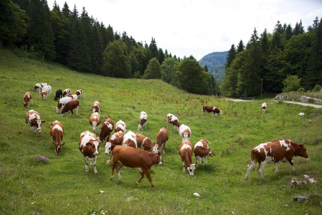 Randonnées bercées au doux sons de vaches laitières