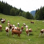 Randonnées bercées au doux sons de vaches laitières