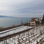 Notre première rencontre furtive avec les terrasses de Lavaux