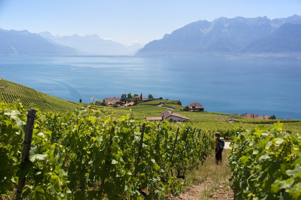 Au milieu des vignes en terrasse