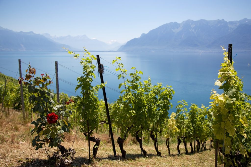 Rosiers protecteurs des vignes