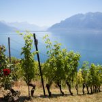 Rosiers protecteurs des vignes