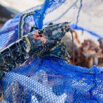 Pêche d'un pêcheur au harpon sur la plage