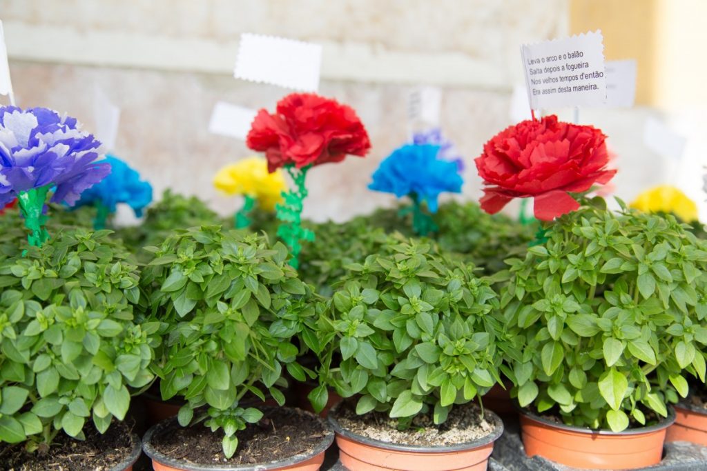 Bouquet de basilic offert en témoignage d'amour à son ou sa dulcinée à l'occasion de la Saint Antoine