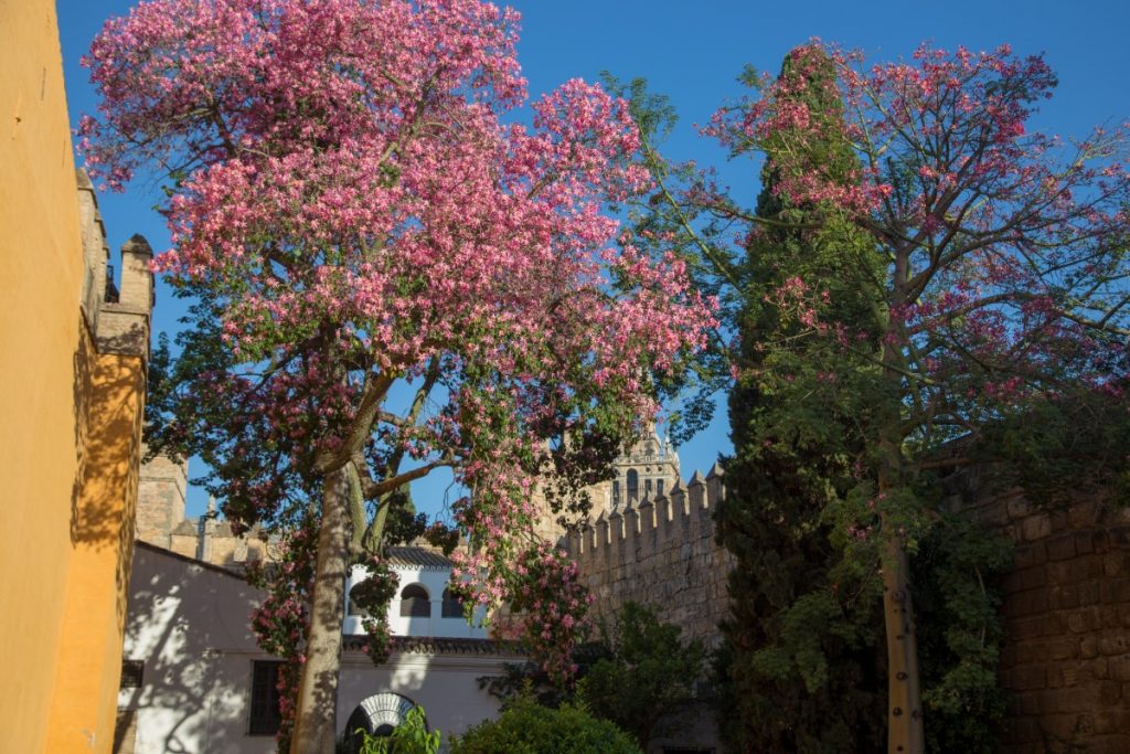 Devant les murailles du palais de l'Alcazar