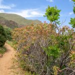 Végétation luxuriante au printemps dans la réserve du Zingaro en Sicile