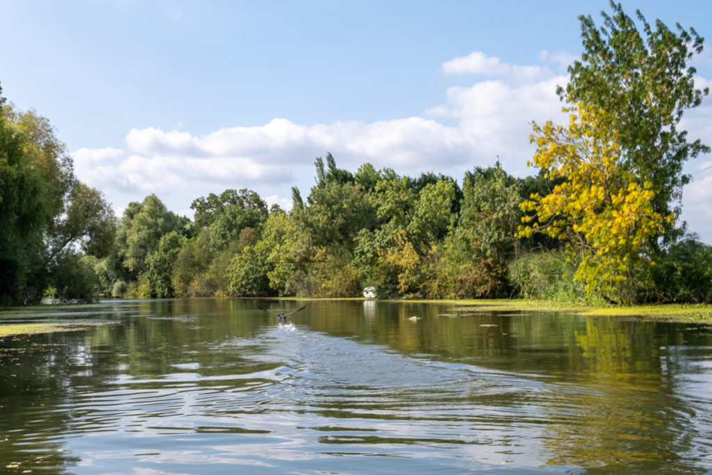 Au bord de la Sèvre Niortaise dans la Marais Poitevin