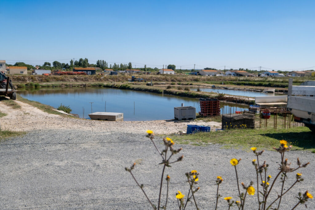 Sur la Vélodyssée au bord des parcs ostréicoles de la Charente-Maritime