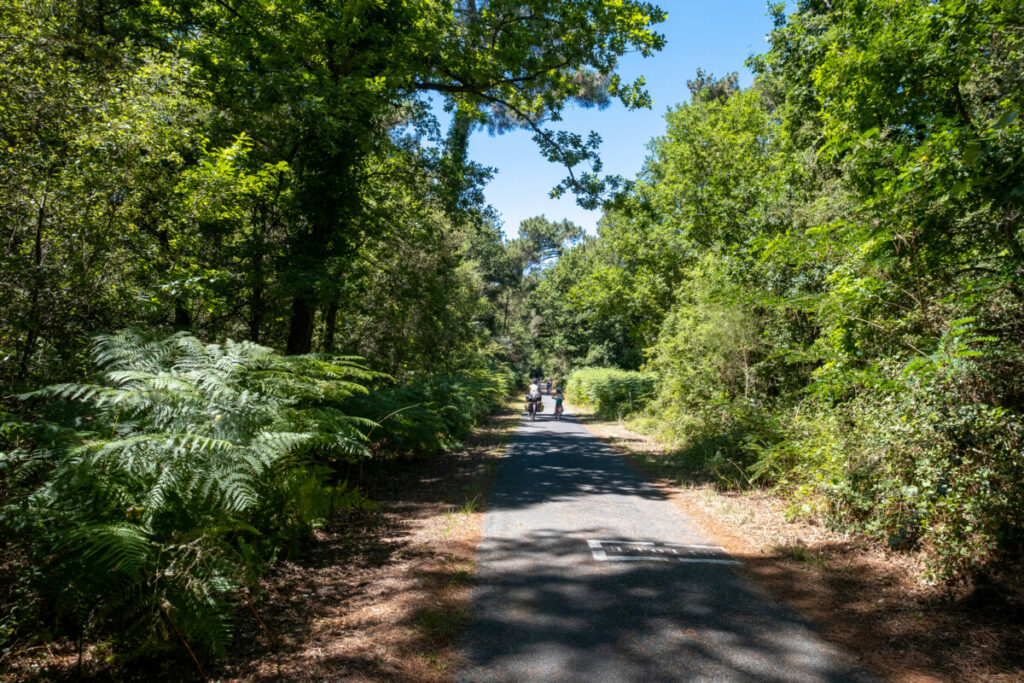 Traversée de la forêt de la Coubre sur la Côte Sauvage