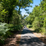 Traversée de la forêt de la Coubre sur la Côte Sauvage