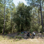 Pas toujours facile d'être vraiment à l'ombre dans les forêts de pins