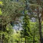 Après les Dolomites, les forêts de pins annoncent la côte adriatique