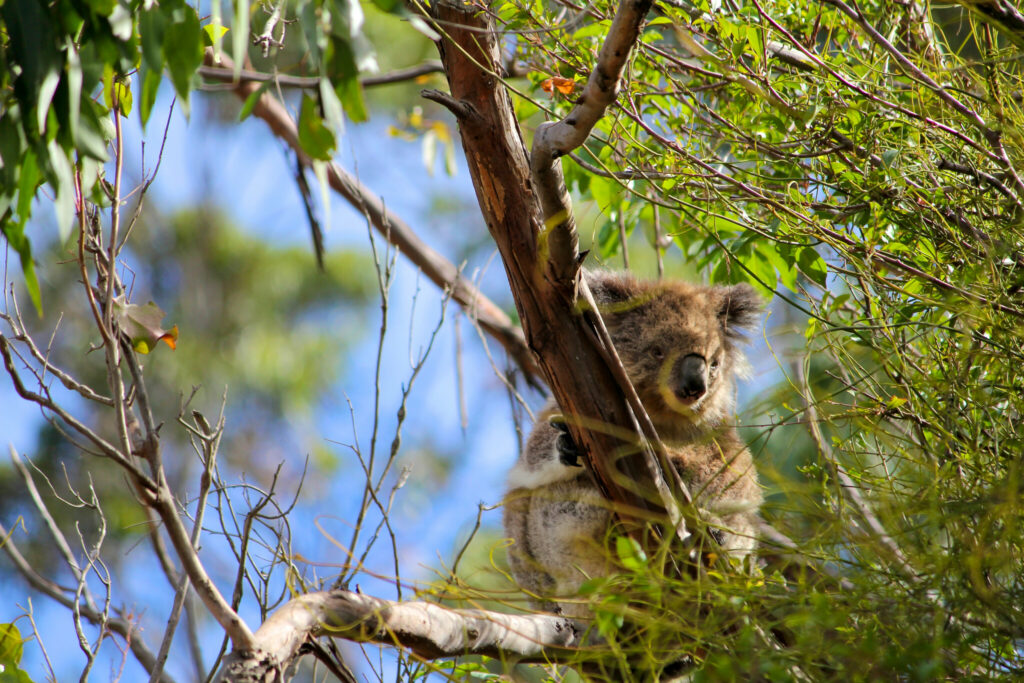 Conseil bonus : garde toujours ton appareil photo à portée de main. On ne sait jamais qui squatte les eucalyptus