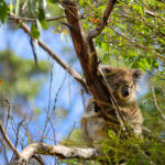Conseil bonus : garde toujours ton appareil photo à portée de main. On ne sait jamais qui squatte les eucalyptus