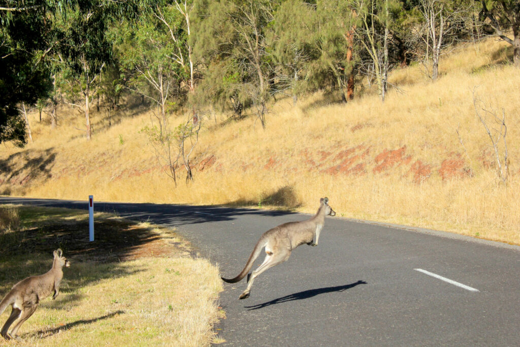 Tu croiseras souvent la faune locale sur les routes. Évite de conduire la nuit, sauf si tu veux percuter un kangourou (spoiler : ça coûte cher)