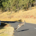 Tu croiseras souvent la faune locale sur les routes. Évite de conduire la nuit, sauf si tu veux percuter un kangourou (spoiler : ça coûte cher)